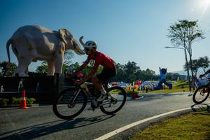 BIB: 
                            <button type="button" onclick="openModal(26182979)" class="btn btn-primary btn-sm float-right btn-popup" data-toggle="modal" data-target=".modal-high-quality">
                        <i class="fas fa-shopping-cart"></i> Add to Cart
                    </button>
                                            <button type="button" onclick="isThisMe(26182979, true)" class="btn btn-success btn-sm float-right btn-popup btn-isme hidden" data-toggle="tooltip" data-placement="bottom" title="นี่คือรูปของคุณใช่ไหม คลิกที่นี่เพื่อเอาเข้าอัลบั้ม">
                        <i class="fas fa-plus"></i> Add to album
                    </button>
                    <button type="button" onclick="isThisMe(26182979, false)" class="btn btn-warning btn-sm float-right btn-popup btn-isnotme hidden">
                        <i class="fas fa-ban"></i> Remove from album
                    </button>